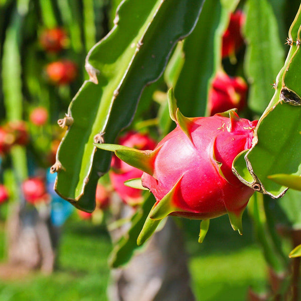 Dragon Fruit Plant.jpg